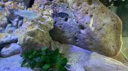 aquarium-von-jean-paul-ambord-malawi-reef-2-0_Anubias Barteri