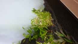 aquarium-von-tobi2013-mein-wunsch_Rotala sp. Gia Lai