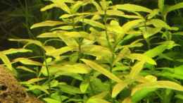 aquarium-von-berliner-becken-4243_Kognakpflanze - Ammannia gracilis