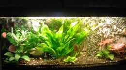 aquarium-von-tobias-hoening-becken-4244_