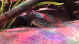 aquarium-von-diskusmummy-cory-kallax-aquarium_Corydoras sterbai 