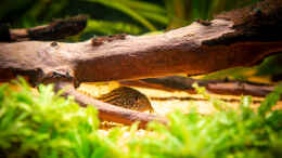 aquarium-von-diskusmummy-cory-kallax-aquarium_Corydoras sterbai 