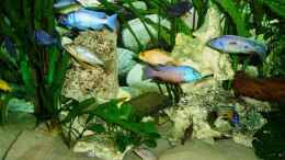 aquarium-von-malawieder-becken-4259_