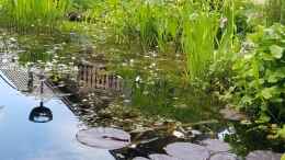 aquarium-von-smo-gartenteich-werneke_