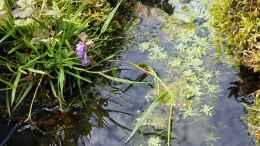 aquarium-von-smo-gartenteich-werneke_Wasserstern