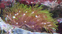 aquarium-von-christian-marx-becken-4260_Röhrenkoralle - Briareum