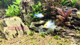 aquarium-von-richard-haberkorn-nature-rock_