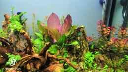 aquarium-von-richard-haberkorn-nature-rock_