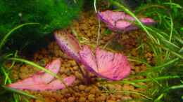 aquarium-von-sabine-stark-becken-4261_Ableger von Nymphaea lotus var. rubra