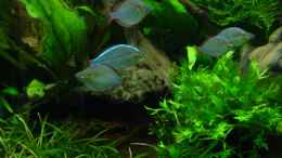 aquarium-von-sabine-stark-becken-4261_Melanotaenia praecox