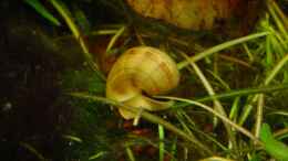 aquarium-von-sabine-stark-becken-4261_Apfelschnecke