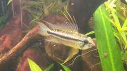 aquarium-von-mikeschchaos-rio-orinoco-wurde-aufgeloest_Apistogramma bitaeniata Männchen