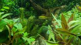 aquarium-von-ameisenalex-fernseher_Wasserpest (Egeria) 11.06.2020