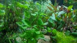 aquarium-von-ameisenalex-fernseher_Brasilianischer Wassernabel (Hydrocotyle) 11.06.2020