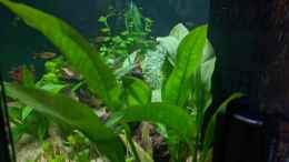 aquarium-von-ameisenalex-fernseher_Argentinischer Froschlöffel (Echinodorus) 11.06.2020