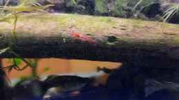 aquarium-von-alexander-deepocean-mystische--waldquelle_Neocaridina davidi var red fire