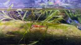 aquarium-von-alexander-deepocean-mystische--waldquelle_Neocaridina davidi var red fire