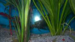 aquarium-von-robert-borowiak-becken-4266_