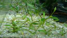 aquarium-von-inuki-garnelen-becken-in-der-kueche_Cryptocoryne Parva