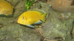 aquarium-von-gringo-becken-4270_Labidochromis yellow