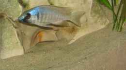 aquarium-von-gringo-becken-4270_Placidochromis electra black chin