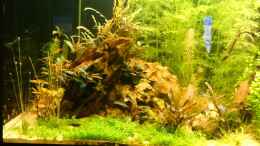 aquarium-von-wasserwelten-aus-2-mach-1_Kubaperlkraut, Hygrophila pinnatifida, Cryptocoryne wendtii 