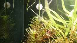 aquarium-von-wasserwelten-aus-2-mach-1_Limnophila aromatica