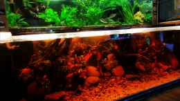 aquarium-von-aquaristik-naturbegabt-becken-42930_