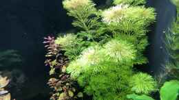 aquarium-von-kamelot-zwergkrallenfrosch-artbecken-lido-120_Limnophila sessiliflora