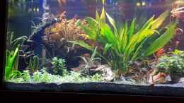 aquarium-von-tabu-becken-43024_Neugestaltung 1/3 linke Seite - Ecke Mikrogeophagus altispin