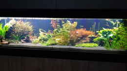 aquarium-von-tabu-becken-43024_