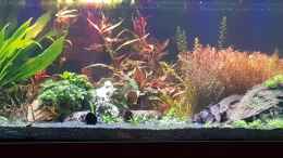 aquarium-von-tabu-becken-43024_Neugestaltung 2/3 Mitte