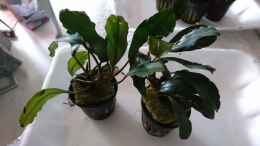 aquarium-von-inuki-becken-43067_Bucephalandra Green Broad Leaf