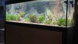 aquarium-von-basti84-serrasalmus-immaculatus_