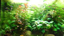 aquarium-von-schmitzkatze-phoenix-240_Anubias,Bucephelandra,Ceratophyllum,Limnophila,Ludwigia