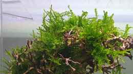 aquarium-von-marco-b--groot_Weeping Moss