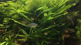 aquarium-von-schmitzkatze-kongo-390_Die grüne Hölle (Hygrophila,Limnophila,Microsorium,Rotala)