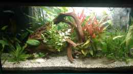 aquarium-von-wassertraeger-becken-43203_