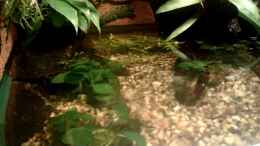 aquarium-von-wassertraeger-becken2_