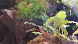 aquarium-von-gluecksscherbe-becken-43234_Bucephalandra