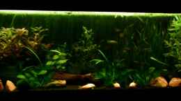 aquarium-von-nicole-helal-becken-4326_