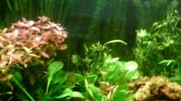 aquarium-von-nicole-helal-becken-4326_