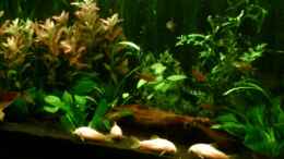 aquarium-von-nicole-helal-becken-4326_