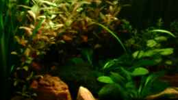 aquarium-von-nicole-helal-becken-4326_