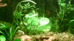 aquarium-von-nicole-helal-becken-4326_