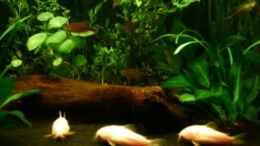 aquarium-von-nicole-helal-becken-4326_