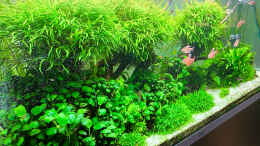 aquarium-von-fredo-fuss-fluval-profile-1500-kundenaquarium_