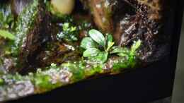 aquarium-von-junglist-13-x-7-5-x-8-cm-aufgeloest_Bucephalandra sp. Needle Leaf