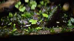 aquarium-von-junglist-13-x-7-5-x-8-cm-aufgeloest_Hydrocotyle tripartita