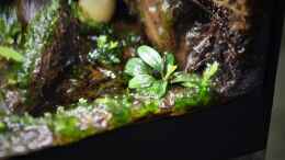 Foto mit Bucephalandra sp. Needle Leaf